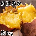 紅はるか 秀品 約5kg
