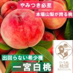 品種1kg 2027年7月上旬~発送開始