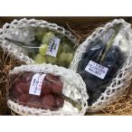 産ぶどう 品種おまかせセット2kg程度
