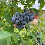 fu.... налог столица . после город местного производства крупный .. голубика сырой .200g×4 упаковка ( культивирование период средний пестициды * химия удобрение * убийца сорняков не использование ) рефрижератор 