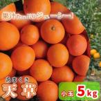 中島みかん農園 天草 あまくさ 小玉 5kg