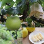 ショッピングふるさと納税 梨 ふるさと納税 若桜町 二十世紀梨 特選3kg