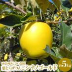 葉とらずりんご シナノゴールド 約5kg