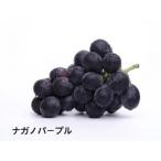 お ナガノパープル2房 県内共通返礼品:かすみがうら市産