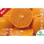 ショッピングふるさと納税 訳あり ふるさと納税 松山市 愛媛県松山市 せとか 約2kg(訳あり)