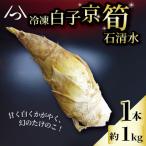 白子京筍 石清水 1本