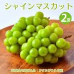 シャインマスカット 2房 共通返礼品:かすみがうら市