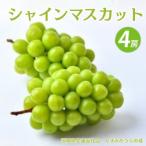 シャインマスカット 4房 共通返礼品:かすみがうら市