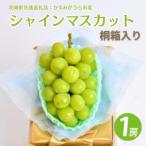 桐箱 シャインマスカット 1房 共通返礼品:かすみがうら市