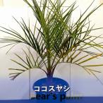 ココスヤシ大株 鉢底から80-100cm