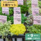 ふるさと納税 小美玉市 セダムお任せセット 3種類×3ポットセット(合計9ポット)55-D