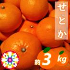 せとか3kg 秀品