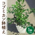 コブミカン鉢植え T109