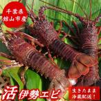 fu.... налог павильон гора город [ пятница отправка ].. прямая поставка! Chiba префектура павильон гора производство натуральный [.] Исэ город море . примерно 1kg( размер случайный )