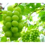 ふるさと納税 紫波町 先行予約9月下旬発送開始【数量限定】岩手県産 ぶどう シャインマスカット 約1kg
