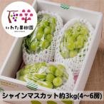 ふるさと納税 高畠町 山形県 高畠町産 シャインマスカット 約3kg(4〜6房) 2026年9月中旬から順次発送