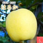 はるか りんご 5kg