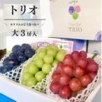 ふるさと納税 津山市 【きよとうファーム】葡萄の宝石箱トリオ(シャインマスカット入り3品種詰合せ)(岡山県産)