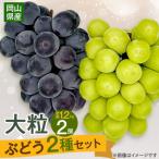訳あり ニューピオーネ 約1.2kg