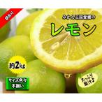ふるさと納税 松山市 レモン サイズ不揃い 約2kg【訳あり】