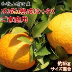 こだわりの和歌山有田産木成り熟成八朔 約5kg