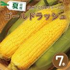 ショッピングふるさと納税 先行予約 ふるさと納税 泉佐野市 【先行予約】ゴールドラッシュ 7本セット とうもろこし 005A060