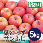 ふるさと納税 青森市 【26年2月〜3月出荷予定】平均糖度13度以上! 葉とらずサンふじ 約5kg 訳あり 青森りんご