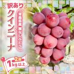 2027年発送 種なしぶどう クインニーナ 2房