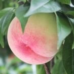 ふるさと納税 松川町 桃 あかつき(長野県産秀品)5kg【7月中旬〜8月中旬頃発送予定】 MS27