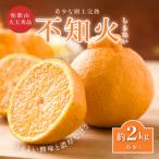 先行受付 不知火 樹上完熟 約2kg