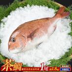茶鯛 1尾