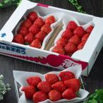 春にお届け 福岡産はるあまおう3パック