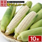 極甘 白いとうもろこし 雪やこんコーン 10本
