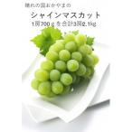 産シャインマスカット3房合計2.1kg