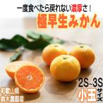極早生みかん ゆら早生みかん 3kg