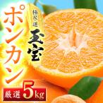 玉宝ポンカン 5kg