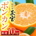 玉宝ポンカン 10kg