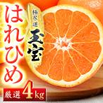 玉宝はれひめ 4kg