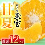 玉宝甘夏 12kg