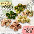 多肉植物 おまかせ 寄せ植え30苗セット