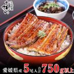 ふるさと納税 松山市 愛媛県松山産　大サイズの国産うなぎ蒲焼150g5本セット(750g〜845g)
