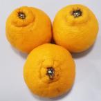 訳あり不知火 約5kg