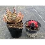 ギムノカリキウム ミハノビッチ&アロエ