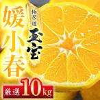 玉宝媛小春 ひめこはる 10kg