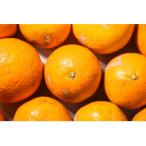 ふるさと納税 高野町 【2026年2月より順次発送】森本農園の完熟濃厚清見オレンジ　訳あり　10kg