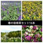 武蔵 春凄草宿根草セット はるすごそう しゅっこんそう