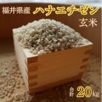 ふるさと納税 小浜市 令和7年産新米ハナエチゼン 玄米 20kg