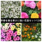 早春を飾る花苗セット 12ポット