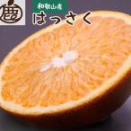 厳選 はっさく2.5kg+250g 傷み補償分