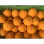 ふるさと納税 高野町 【2026年4月より順次発送】森本農園の甘夏みかん　訳あり　10kg